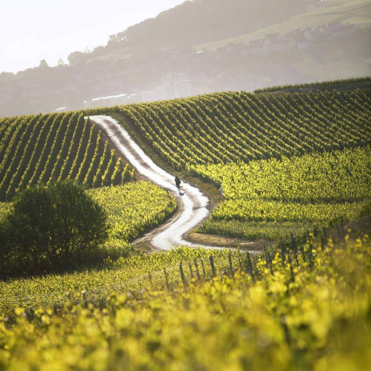  inside Process / Taittinger